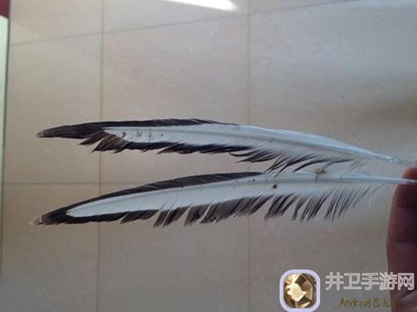 代号肉鸽道夫鸟羽毛怎么选？绝美羽毛搭配攻略大揭秘！