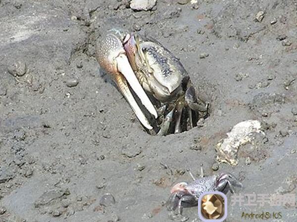 招潮蟹藏在哪？天谕招潮蟹捕捉指南，助你轻松速通！vider雷斯