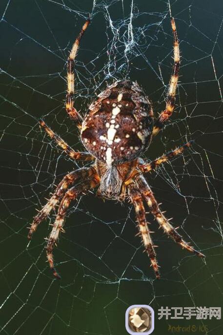 蜘蛛纸牌TapTap测试版攻略分享涨战力的小技巧大揭秘，速看新手必藏记录楼！