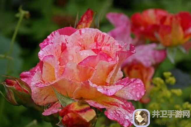 梦想家园花卉达人必看！玫瑰稀有花色合成公式大揭秘，轻松培养梦幻花园！